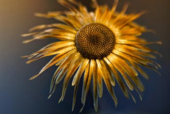 Chios Nature photography competition 2010 Chios Nature photography competition 2010