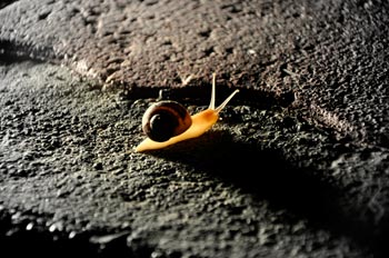 Chios Nature photography competition 2010 Chios Nature photography competition 2010