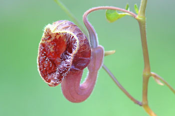 Chios Nature photography competition 2010