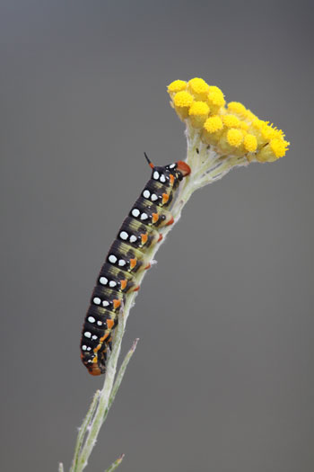 Chios Nature photography competition 2010