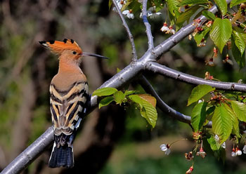 Chios Nature photography competition 2010