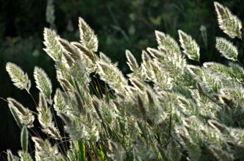 Chios Nature photography competition 2010