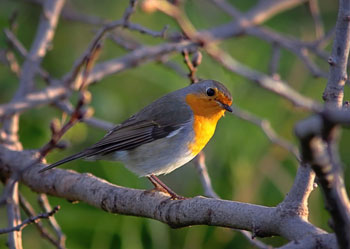 Chios Nature photography competition 2010