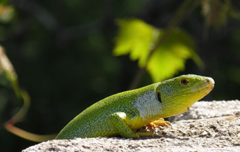 Chios Nature photography competition 2010