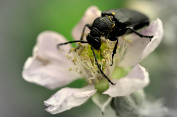 Chios Nature photography competition 2010