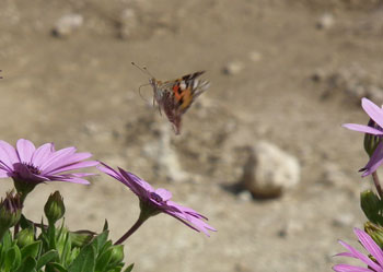 Chios Nature photography competition 2010