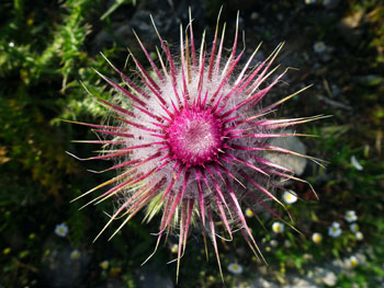 Chios Nature photography competition 2010 Chios Nature photography competition 2010
