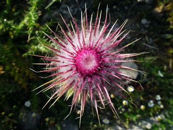 Chios Nature photography competition 2010