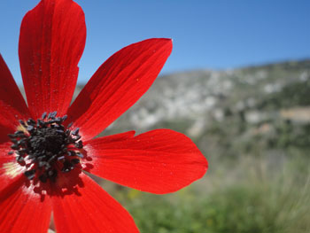 Chios Nature photography competition 2010