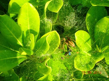 Chios Nature photography competition 2012