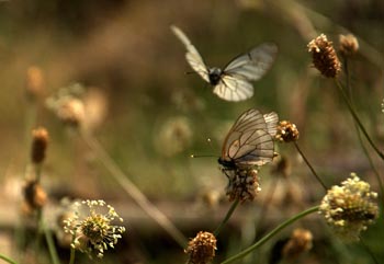 Chios Nature photography competition 2012