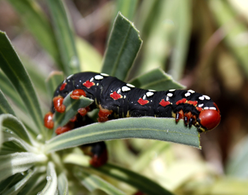 Chios Nature photography competition 2012