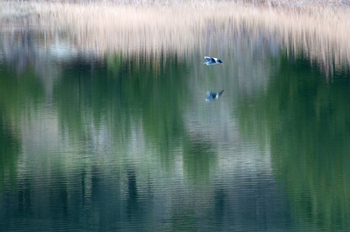 Chios Nature photography competition 2012