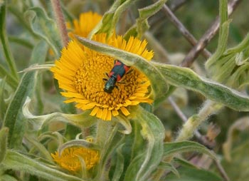 Chios Nature photography competition 2012