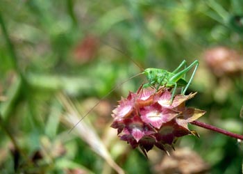 Chios Nature photography competition 2012